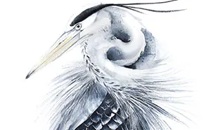 Flying Birds Always Aroused My Admiration, Which Is Why I Want To Illustrate Them