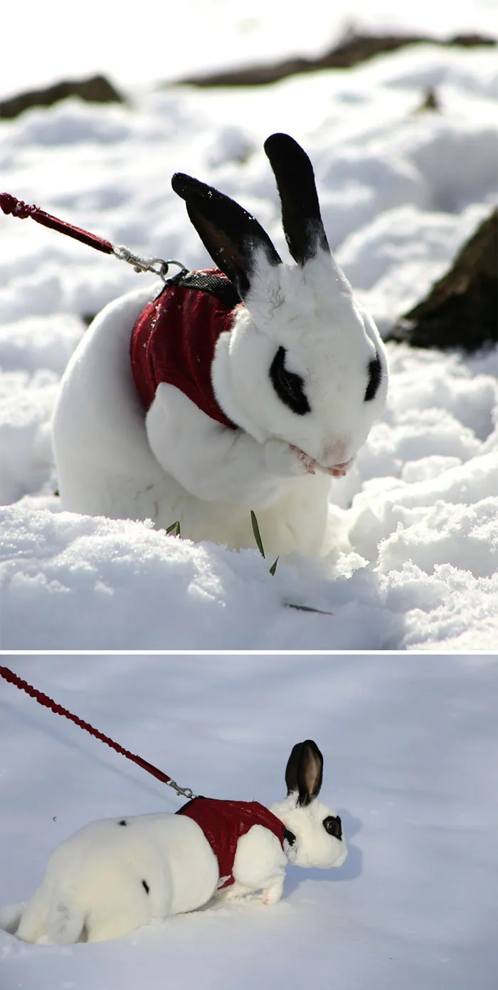 Ophie's First Time In The Snow