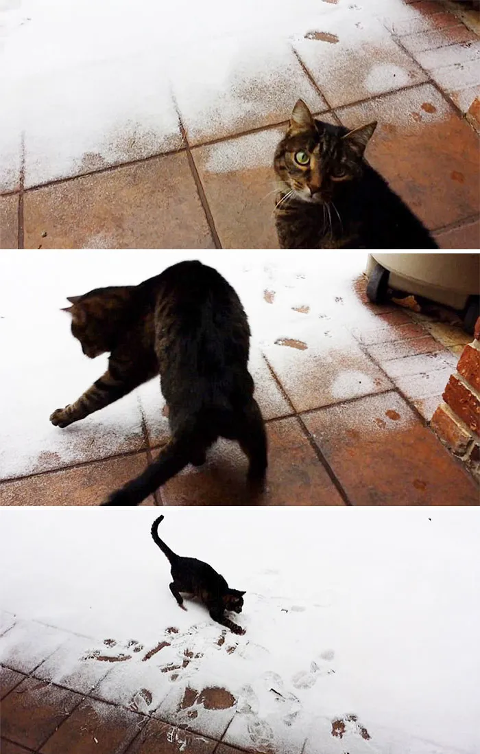 Sophie's First Time Seeing Snow