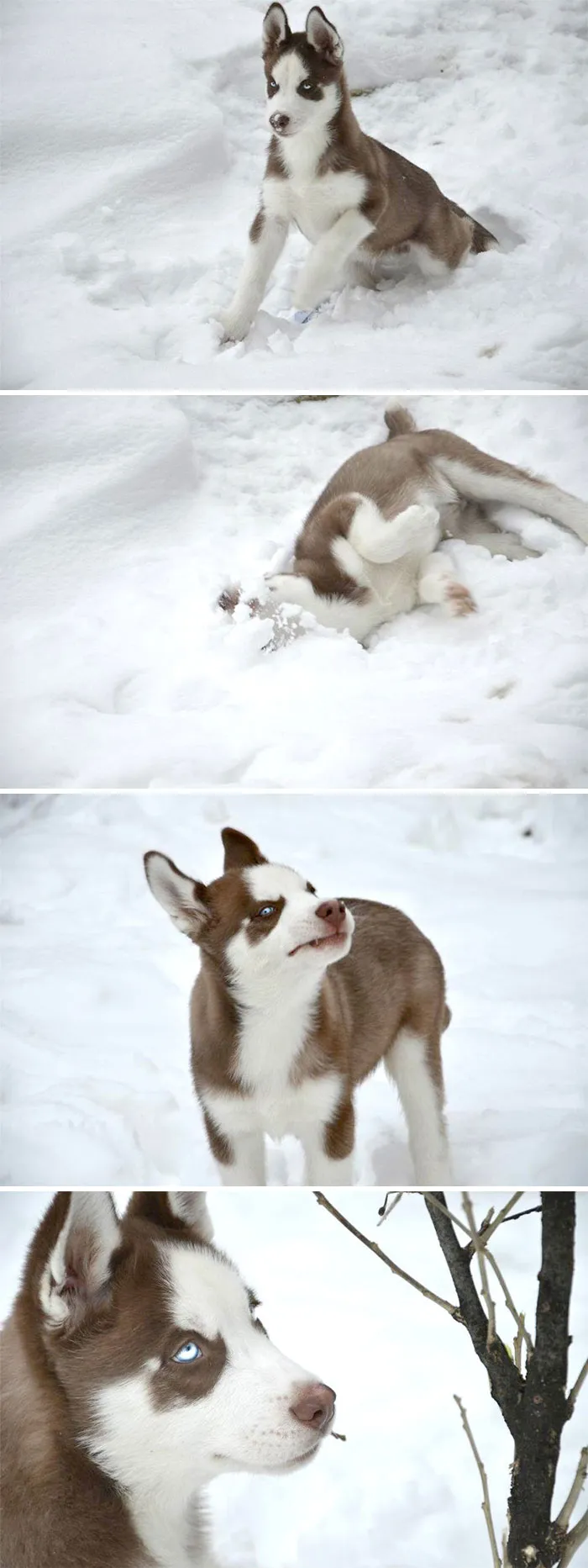 King's First Snow!