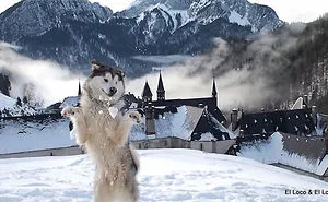 50 Times Animals Experienced Snow For The First Time, And Their Faces Say It All