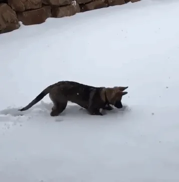 Puppy's First Snow