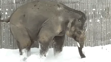 Asian Elephant Seeing Snow For The First Time Ever