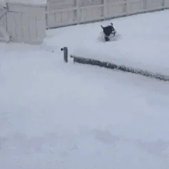 Puppy's First Time In The Snow