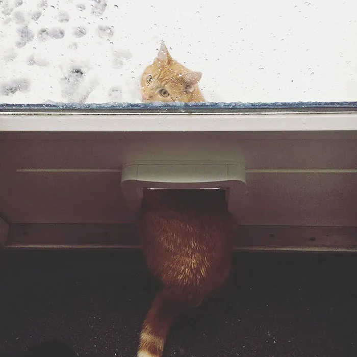 Should I Stay Or Should I Go?