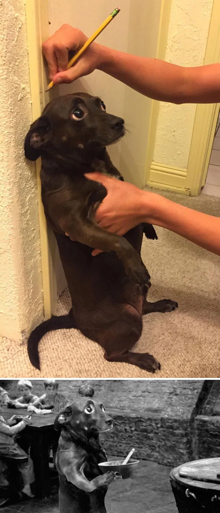 Measuring This Dog