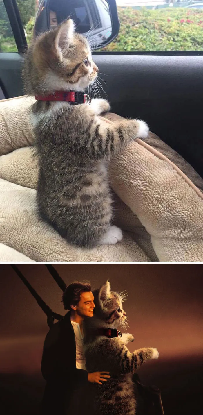 Gato en pie