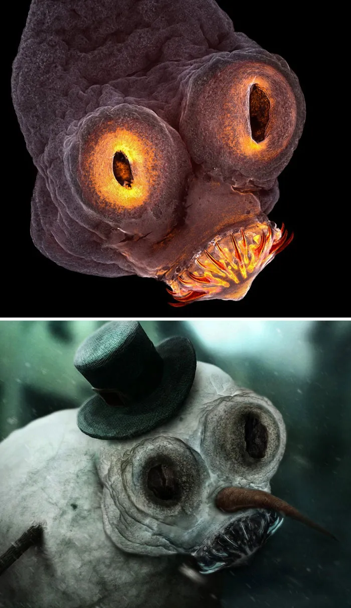 Imagen microscópica de ña cabeza de una tenia