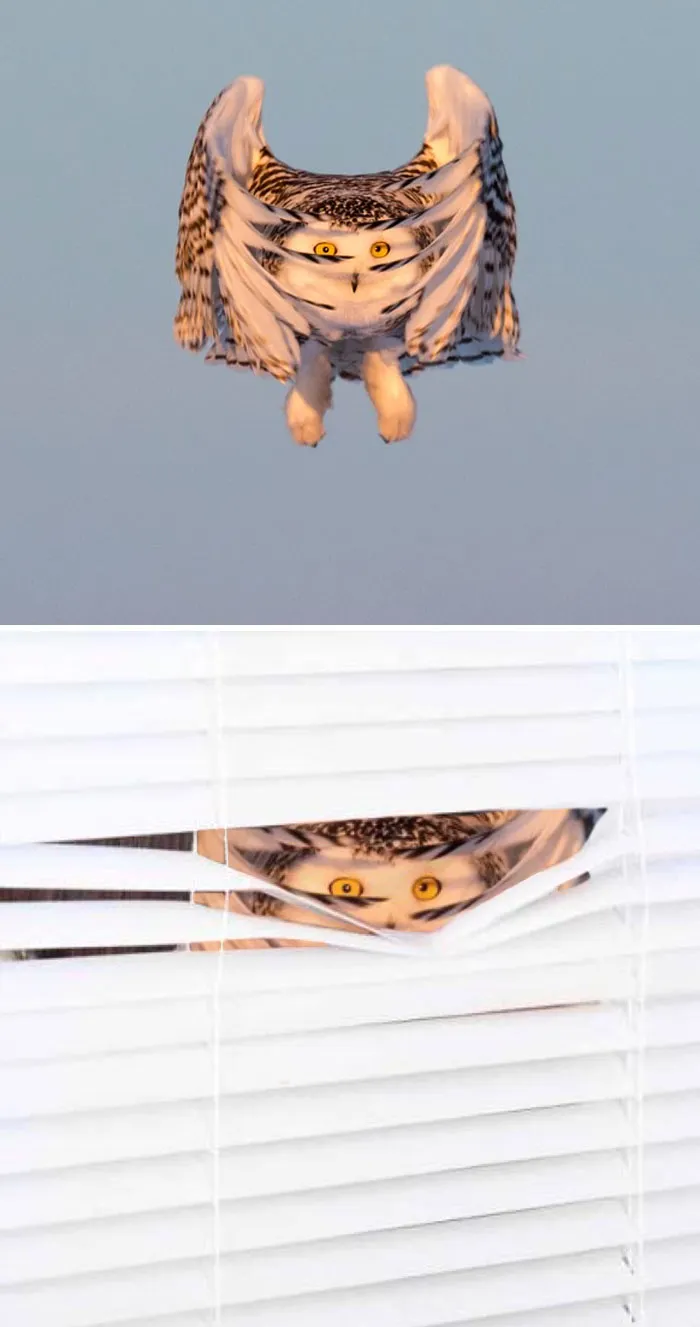 This Snowy Owl In Mid-Descent