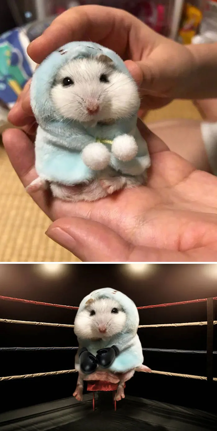Hamster con capucha