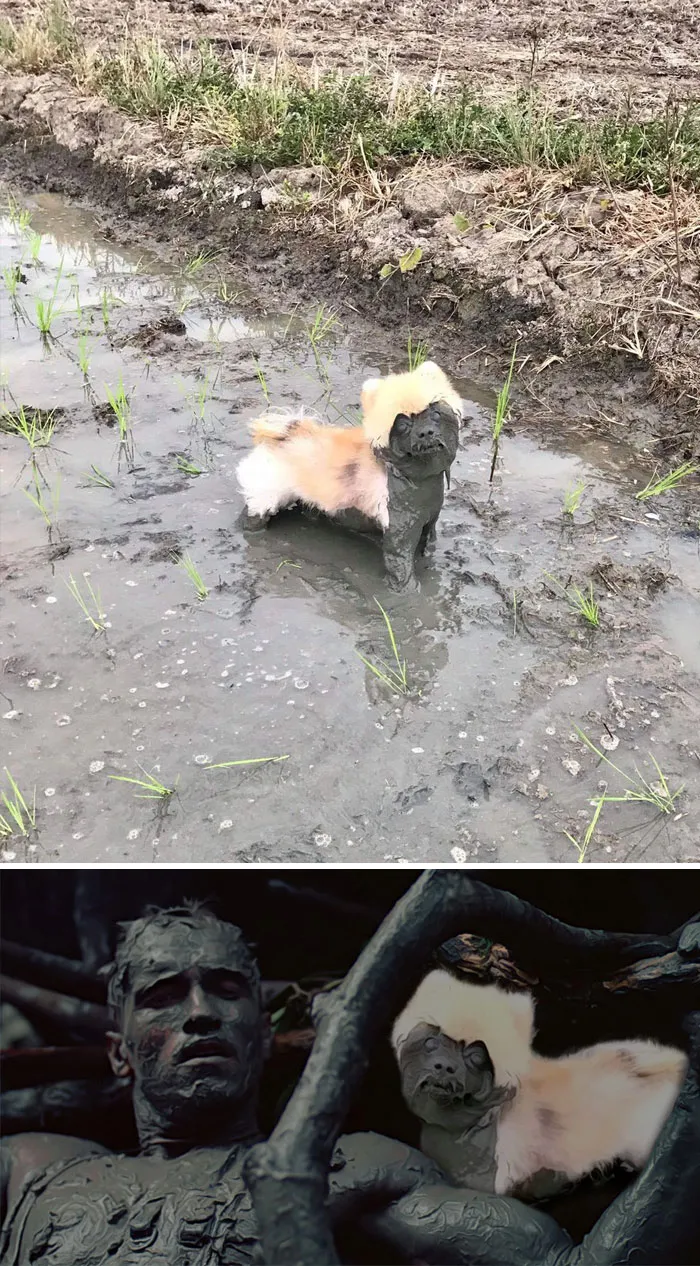 Perro medio cubierto de barro