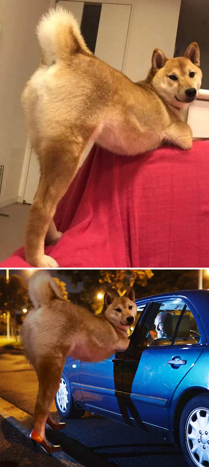 Perro Shiba inu