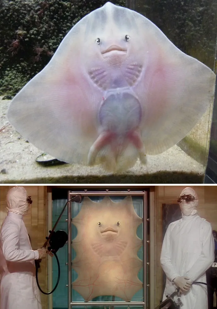 Mantarraya pegada a un cristal