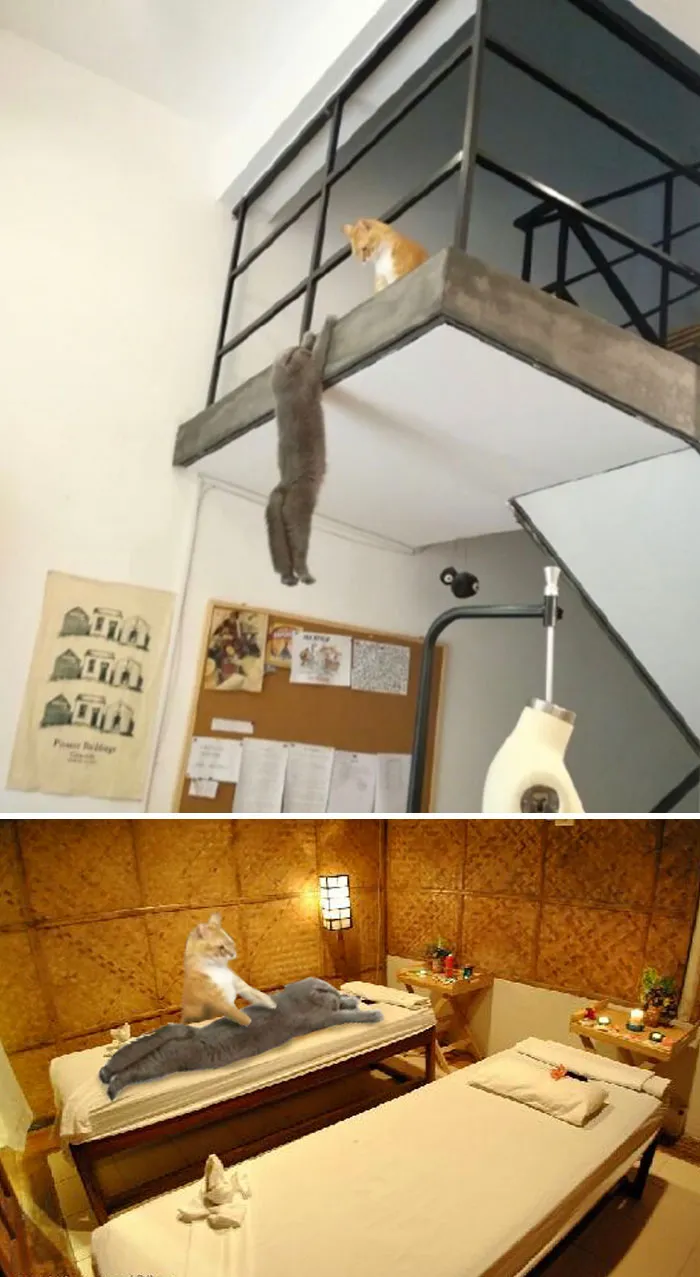2 gatos