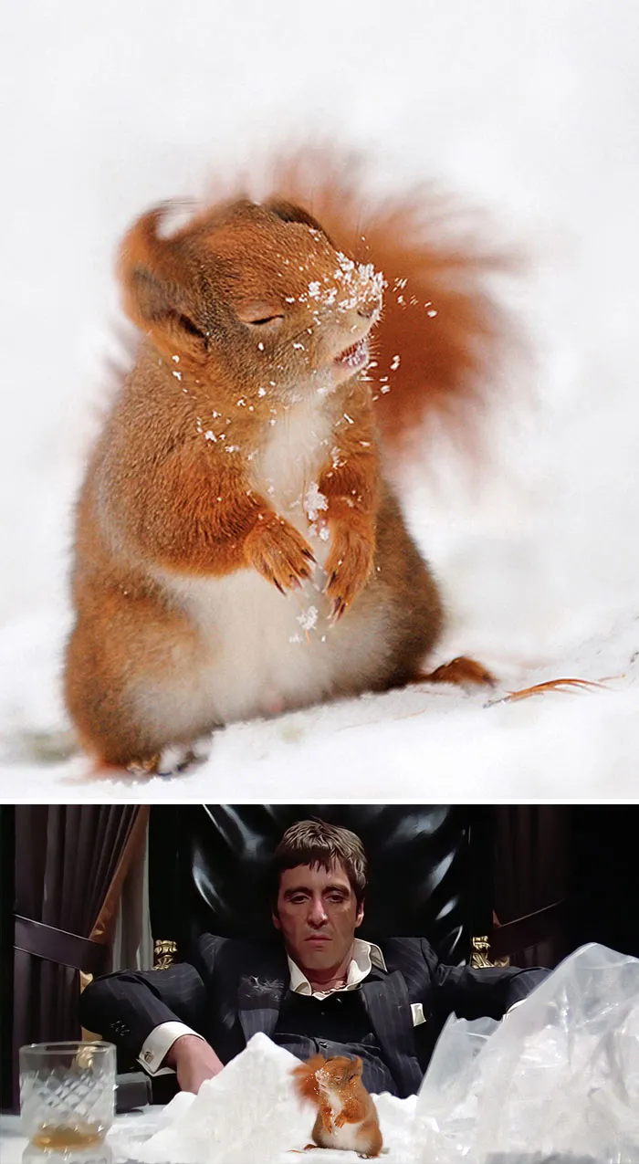 Squirrel With Snow On Nose