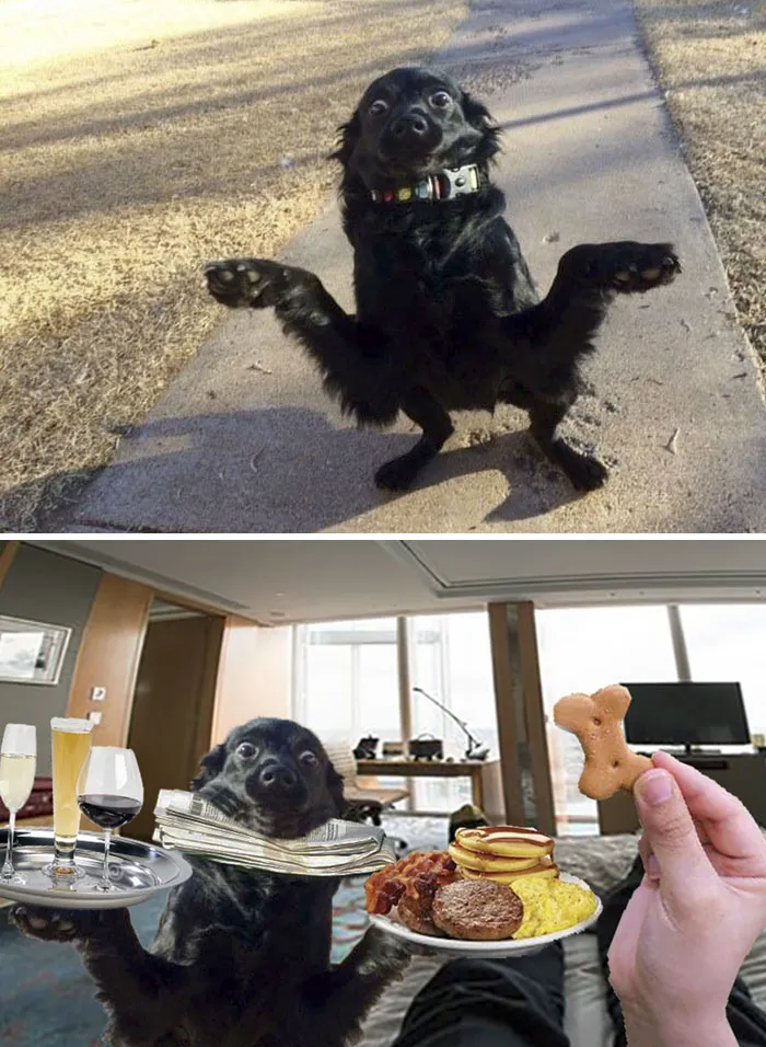 Perro listo para saltar al ataque