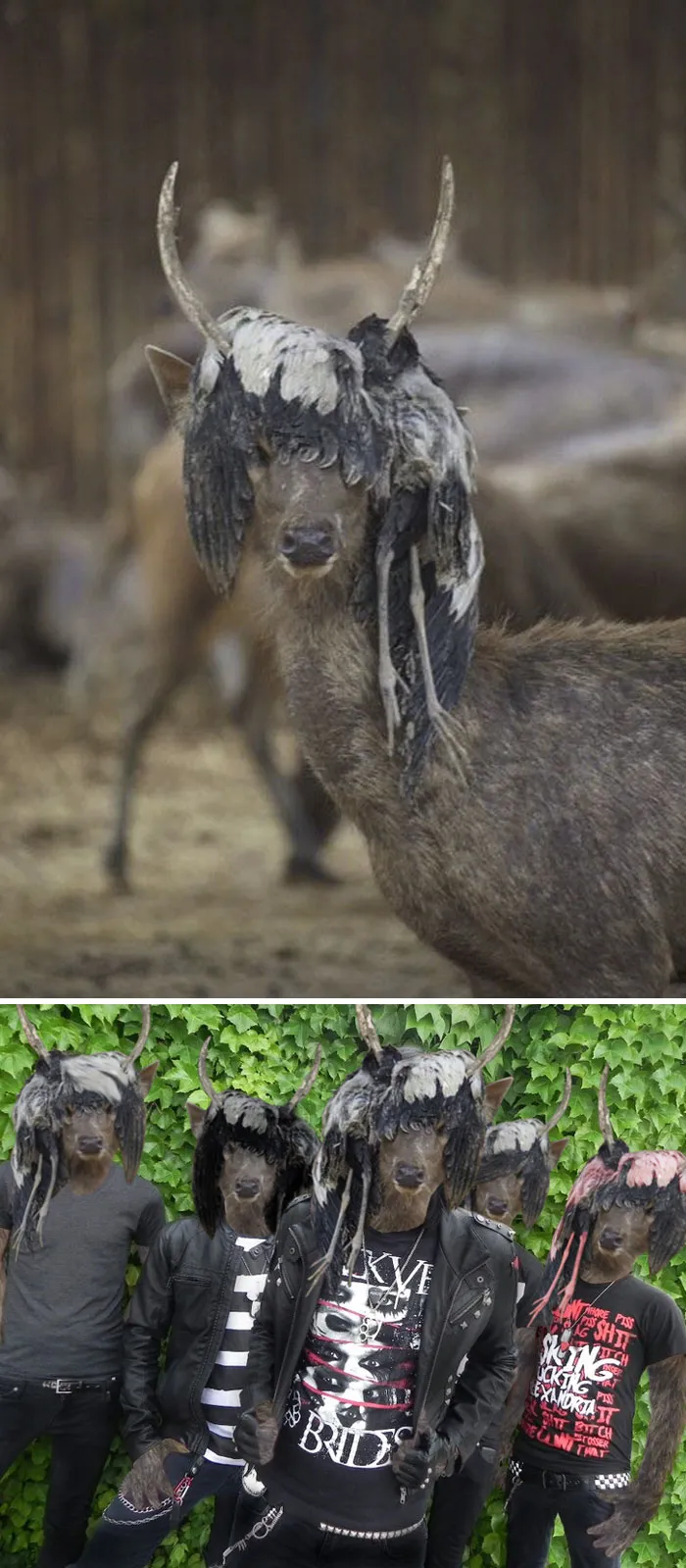 This Deer Wearing A Dead Bird Wig
