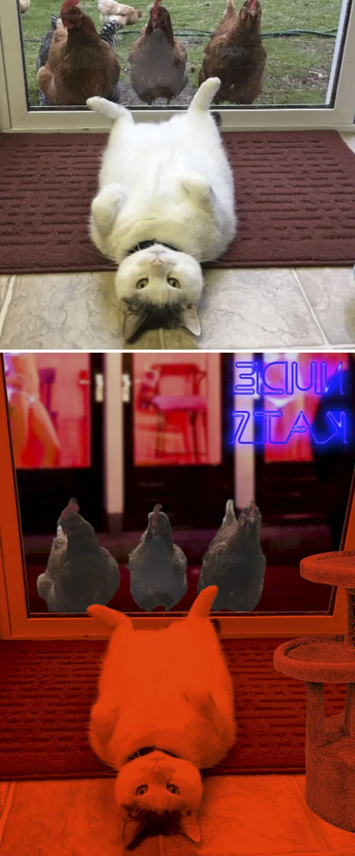 Gato y gallinas