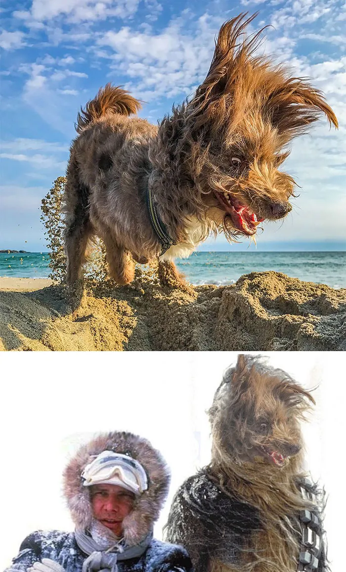 This Windswept Dog