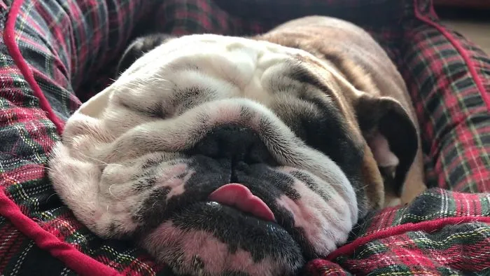 How Much Do Bulldogs Really Snore?