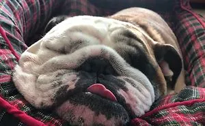 How Much Do Bulldogs Really Snore?