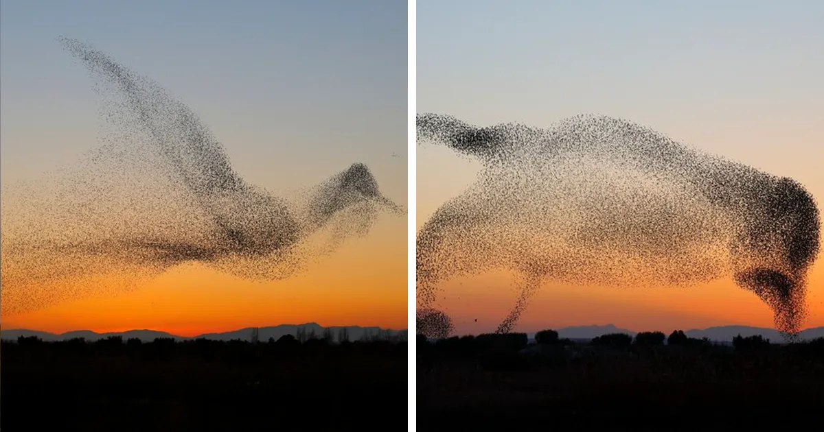 Este fotógrafo captó una imagen única entre un millón y no se dio cuenta hasta que llegó a casa
