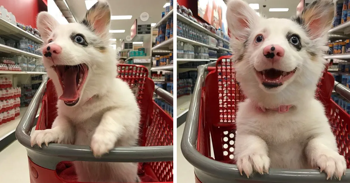 Este perro fue a los grandes almacenes y se lo pasó como nunca