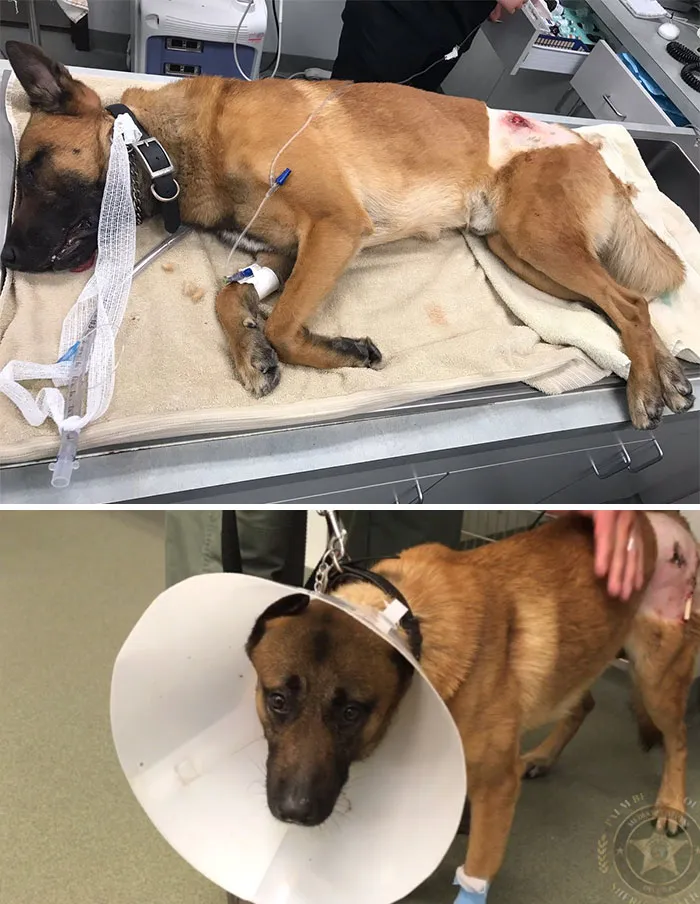 Kasper es k9 y fue disparado cuando protegía a su compañero
