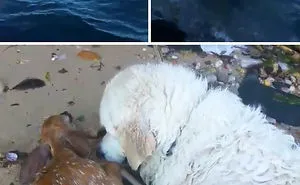 64 Times Dogs Surprised Humans With Their Incredibly Heroic Acts