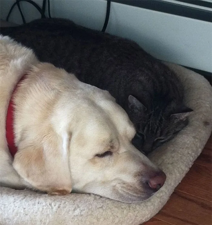 Abigail ha espantado a un oso y nos ha salvado a mi y a mi gato