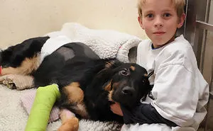 64 Times Dogs Surprised Humans With Their Incredibly Heroic Acts