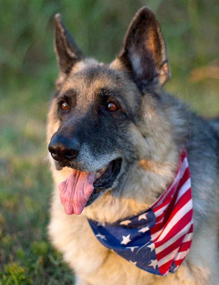 Luca - Search And Rescue Dog