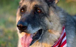 64 Times Dogs Surprised Humans With Their Incredibly Heroic Acts