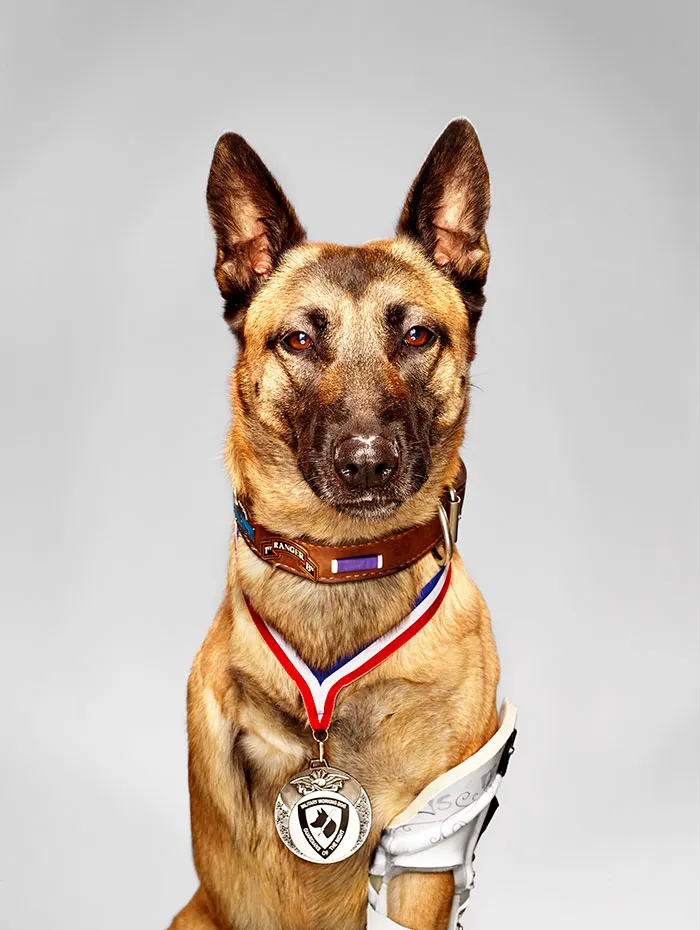 Layka The Hero Military Dog. Despite Getting Shot 4 Times By An Ak-47 At Point Blank Range, She Still Attacked And Subdued The Insurgent Who Was Attacking Her Handler She Survived A 7 Hour Surgery And Was Recently Awarded A Medal For Her Heroism
