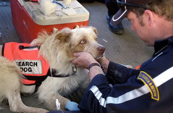 Porkchop, perro de rescate que quedó deshidratado tras trabajar durante días en la zona cero del 11-S