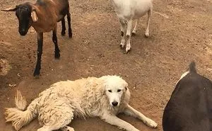 64 Times Dogs Surprised Humans With Their Incredibly Heroic Acts