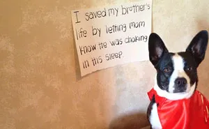 64 Times Dogs Surprised Humans With Their Incredibly Heroic Acts