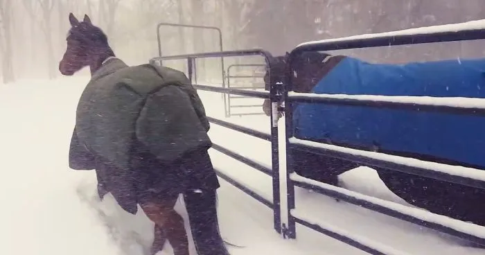 Internet Can't Stop Laughing At These Horses' Reaction After Their Owner Let Them Out In The Snow