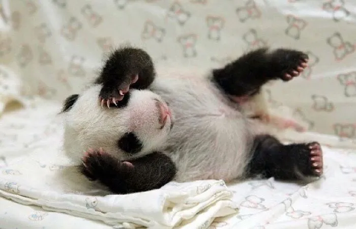 Pandababy