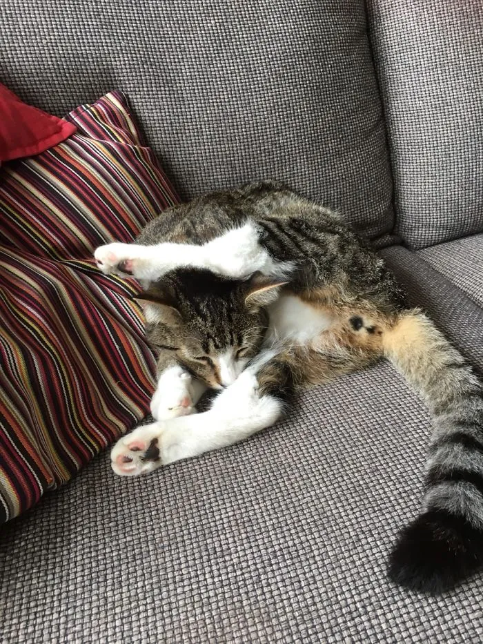 Cat Is Lazy A Heck!!!