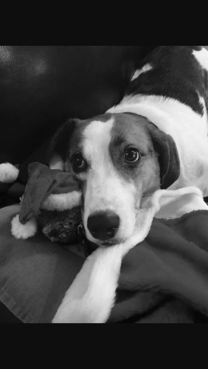 My Dog