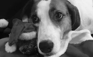 My Dog