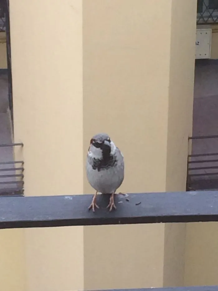 He Started Coming To My Apartment Window 2 Yrs Ago. If No Food He Will Knock. He’s Not Afraird.