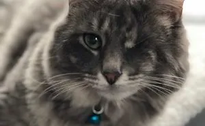 Mia, Our One Eye Cat, Gotta ❤️ Her.