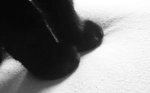 My Baby’s Sweet Little Feet