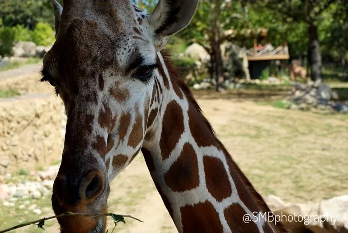 Animals From The Summer Of 2017