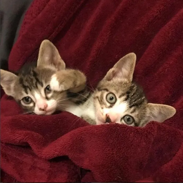 Meet Sofia, The Brazilian Survive Street Cat, And Her Lovely Babies