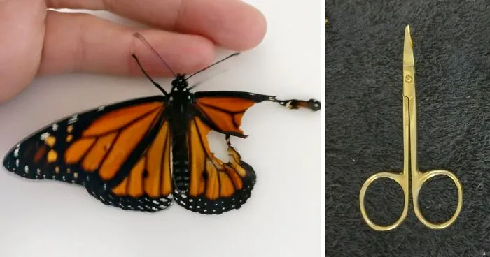Woman Performs Surgery On Monarch Butterfly With Broken Wing, Next Day It Surprises Her In The Coolest Way