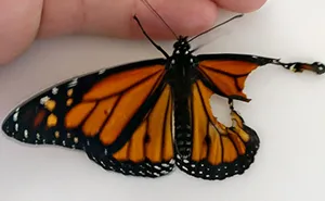 Woman Performs Surgery On Monarch Butterfly With Broken Wing, Next Day It Surprises Her In The Coolest Way