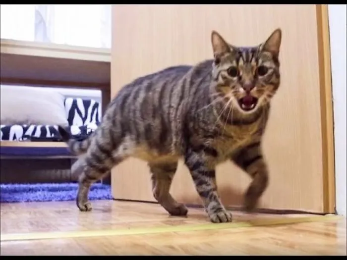 Cat Misses His Owner And He's Happy When Owner Is Back - Funny Ending